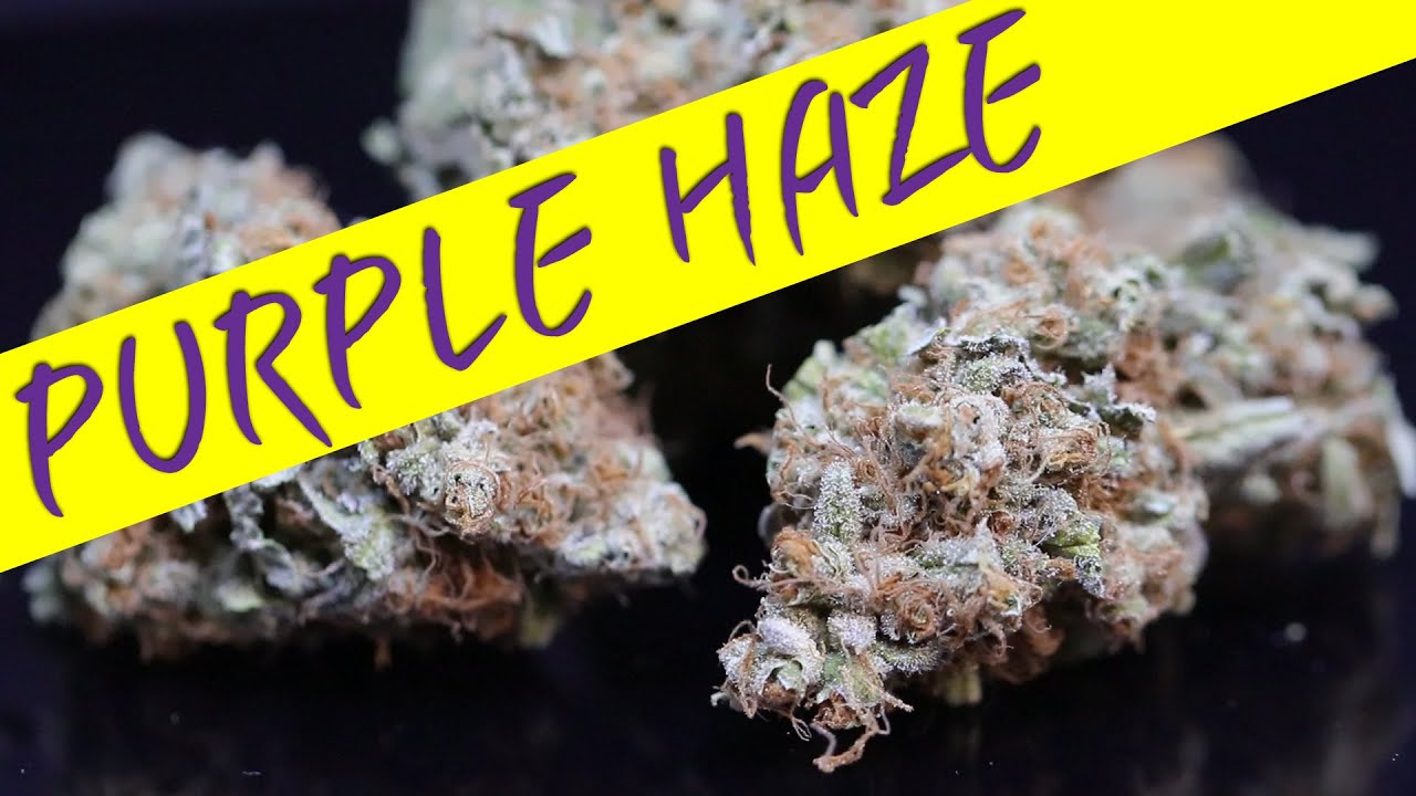 Purple Haze strain review, updates on the almost ready to harvest ILGM fruit bowl run. #marshydro