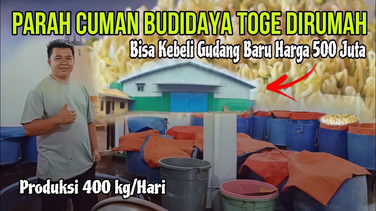 Usaha Budidaya Toge Di Rumah,Bisa Cuan 2 Juta/ Hari