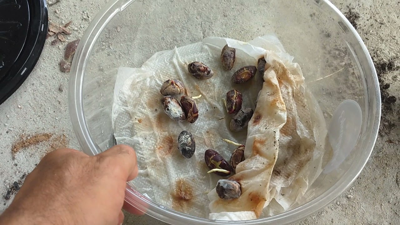 como germinar sementes de jatobá mais rápido