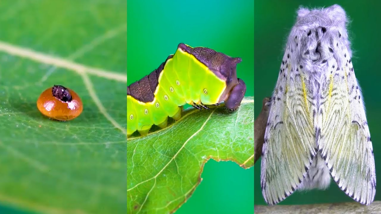 The life cycle of a Moth FHD