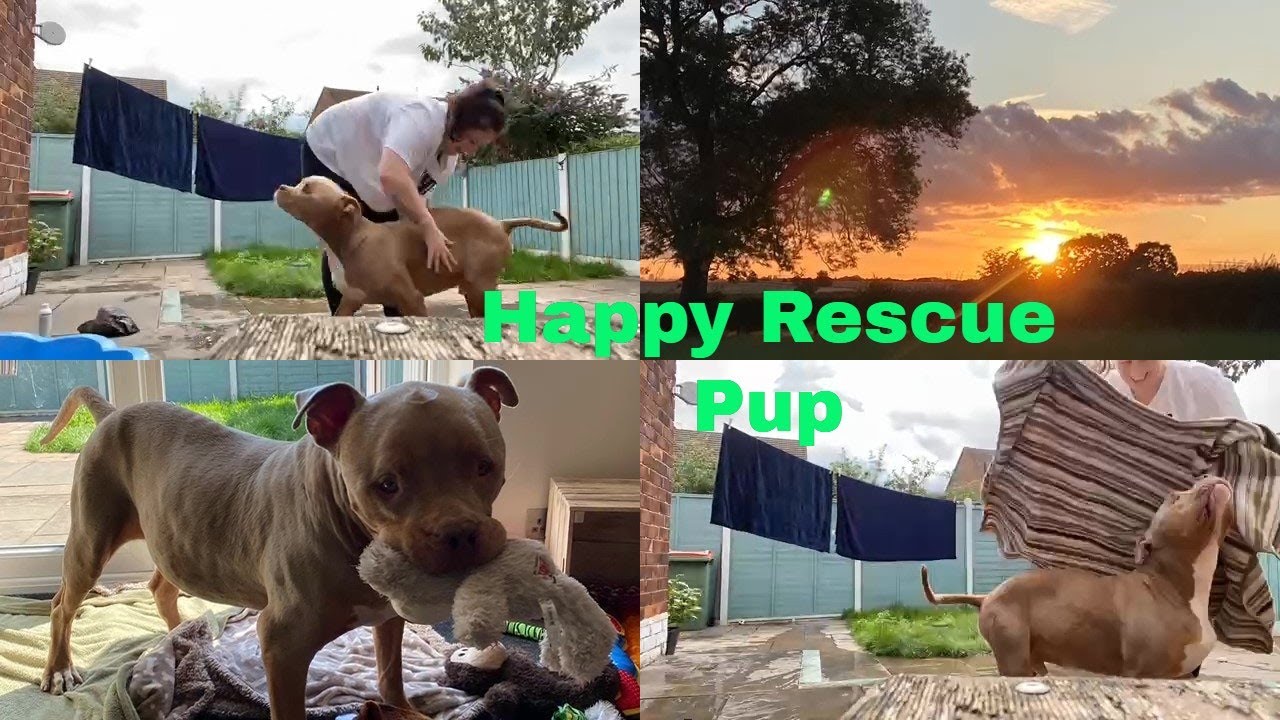 Rescue Pup Loving Life (Bath time, Evening walk with Friends)