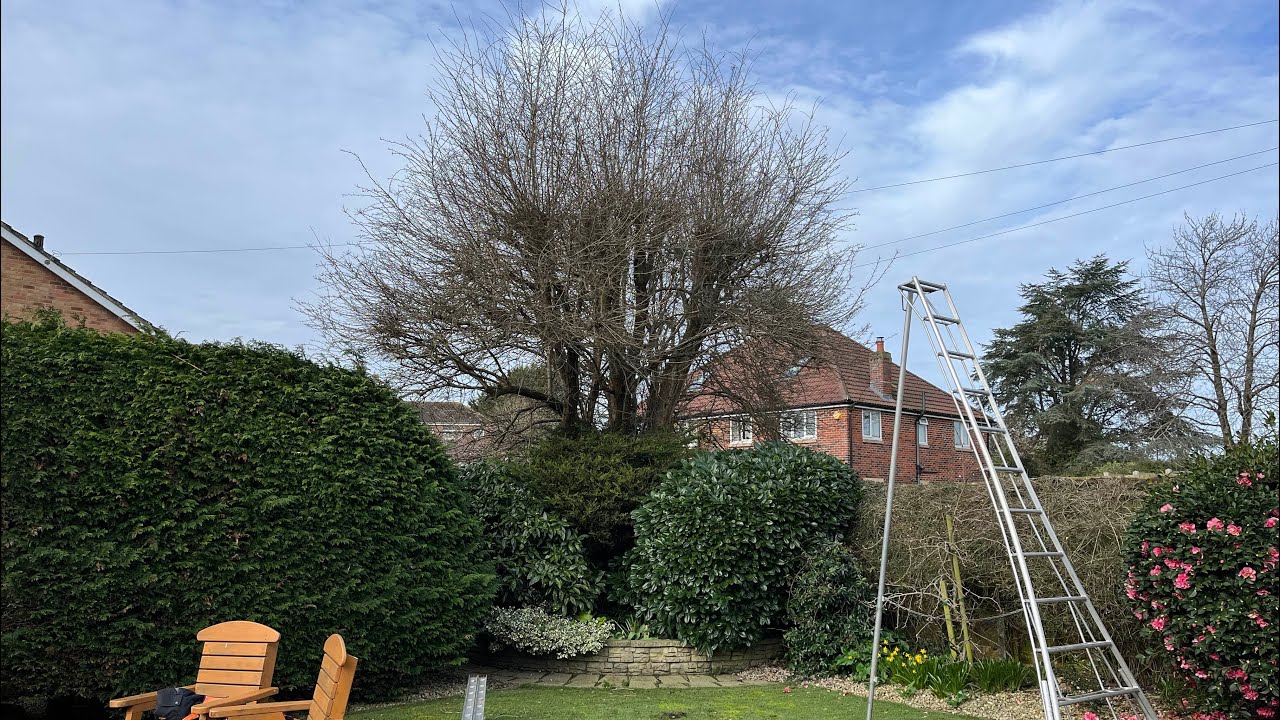 Giving this Hawthorn Tree a Hard Cut Back
