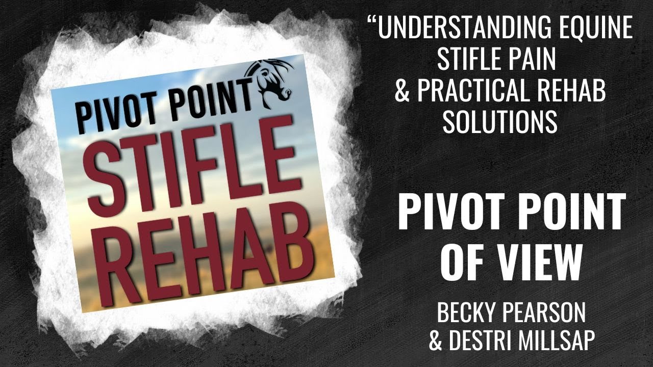 Understanding Equine Stifle Pain & Practical Rehab Solutions