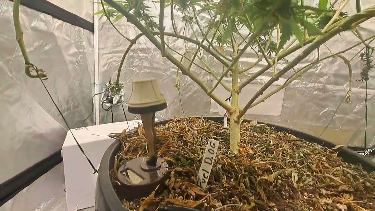 2024 Grower Gauntlet - Fuel D.OG by Seedsman.com -- 7/10/24