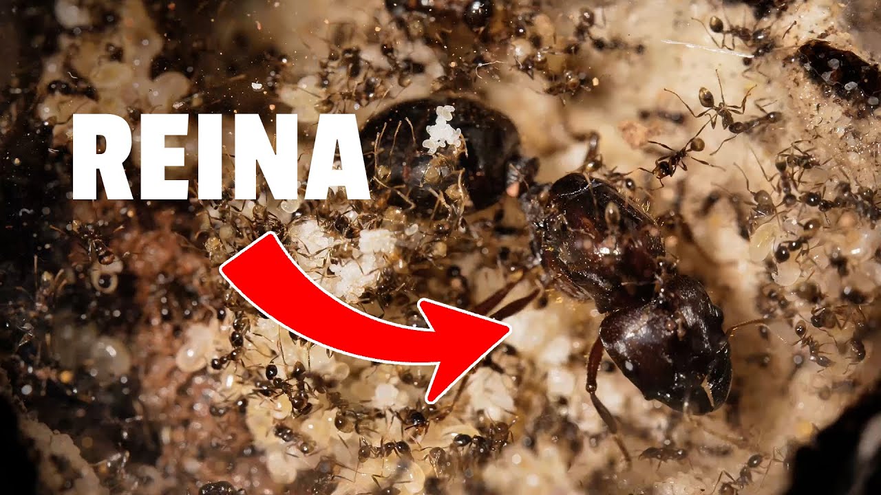 ¡Mi Colonia de Hormigas Carebara Diversa Expande su Imperio! 🐜🔥