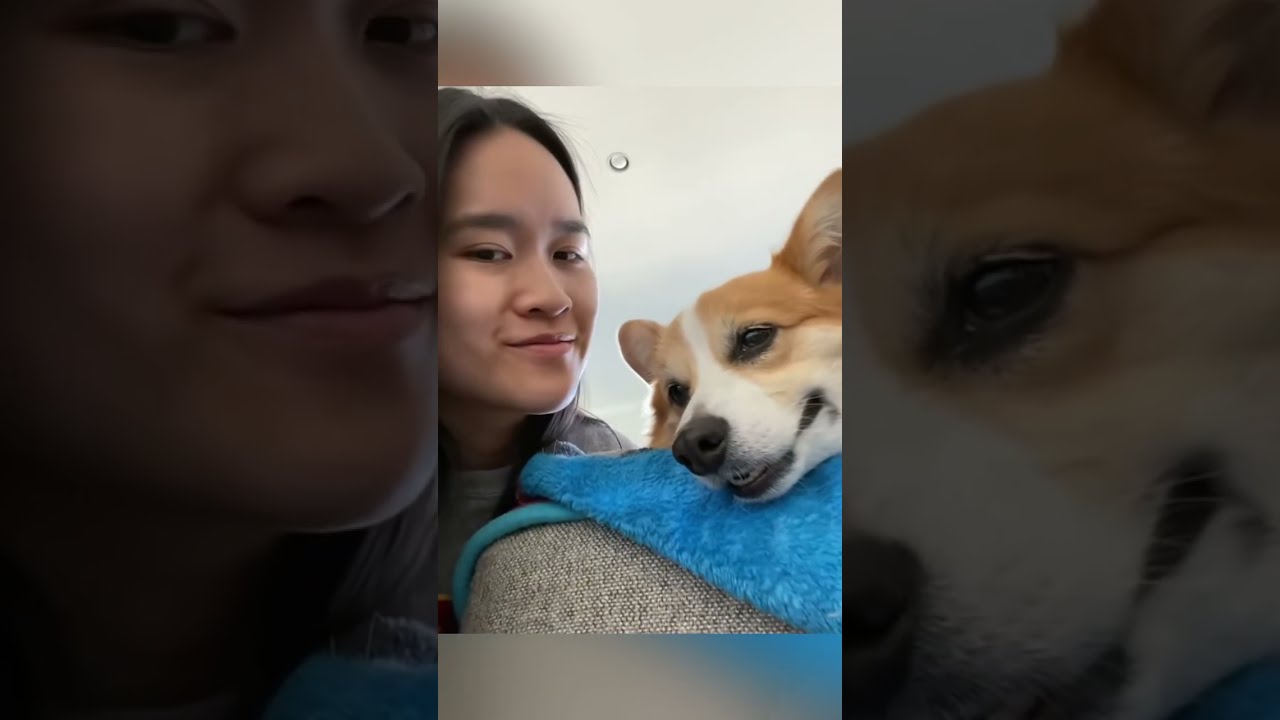 A funny dog and her owner #Funny #Cute #Dog #Trending #FunnyVideo #ForYou #FYP