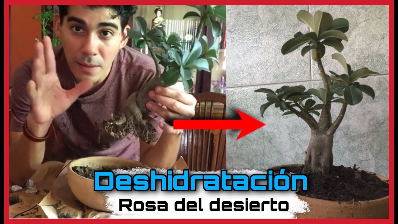 ADENIUM DESHIDRATADA (Razones. ¿Qué hacer?) ROSA DEL DESIERTO