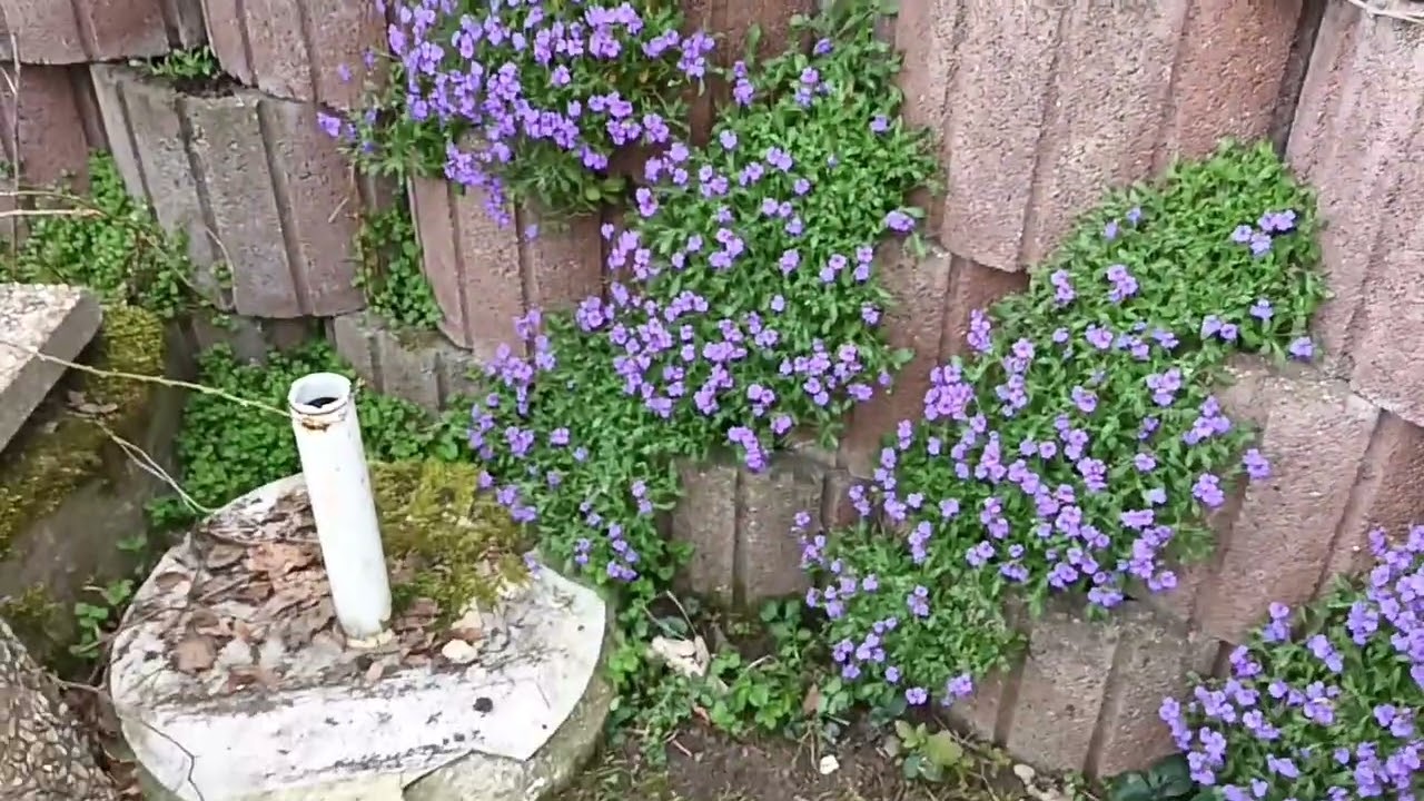 Blaukissen Blumen in Betonsteinen