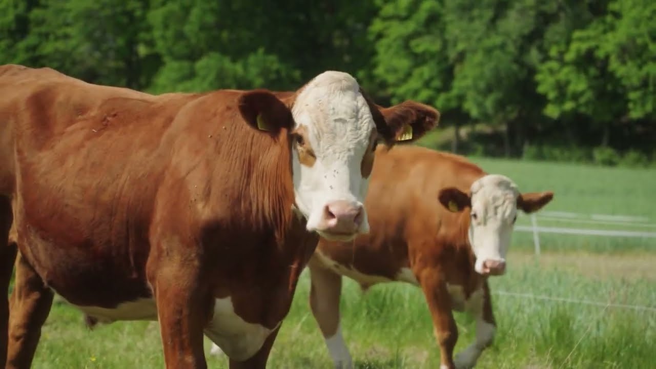 Sharing Data in the Meat Supply Chain with Decentralised Systems - Authorities