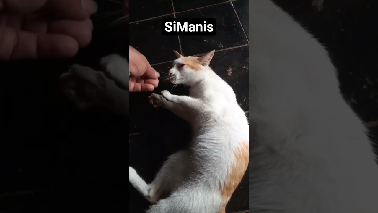 Simanis