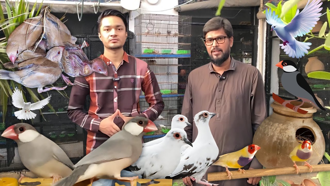 Java Sparrow, Gouldian Finch & Pied Dove Colony Setup – Adnan Bhai Collection