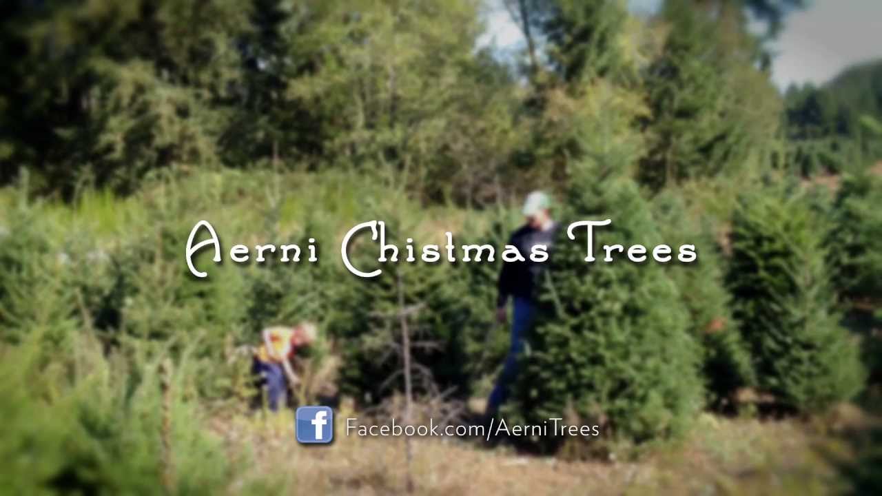 Meet The Aerni's, Authentic Oregon Christmas Tree Farmers