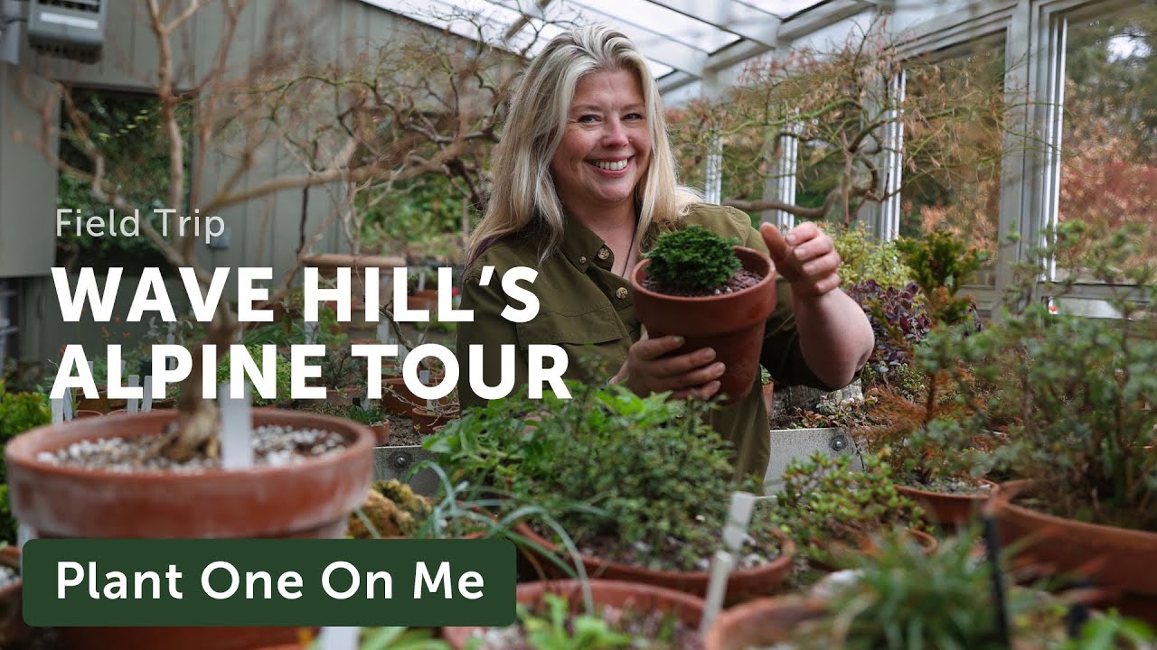 Wave Hill's ALPINE PLANT Tour — Ep. 370