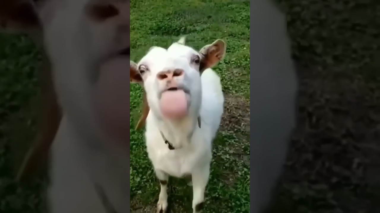 KAMBING LUCU,cute goat#kambing