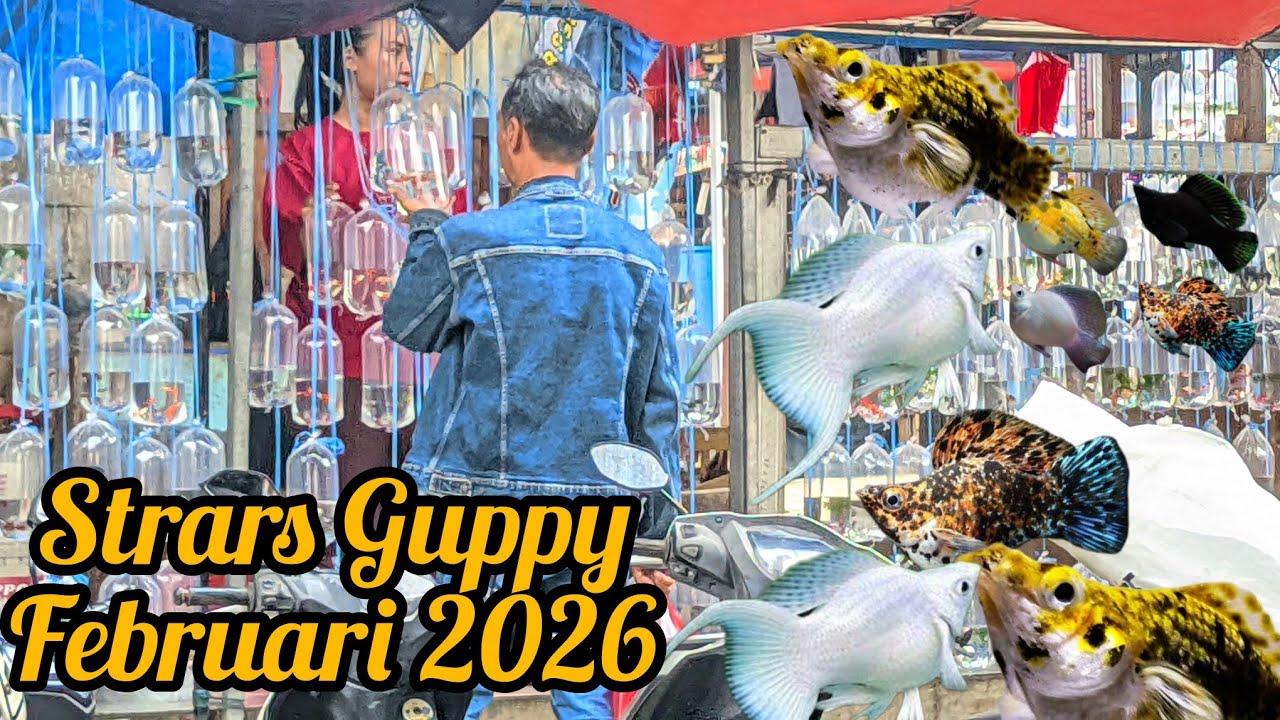 Update Lapak Stars Guppy 🦚 Pasar Ikan Hias Parung