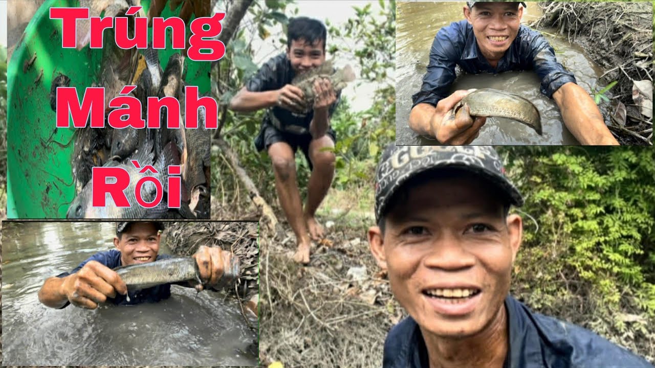 Mò Hang Bắt Cá Lóc,Cá Phi Tay Rung Khi Đụng Hàng Khủng Rồi.