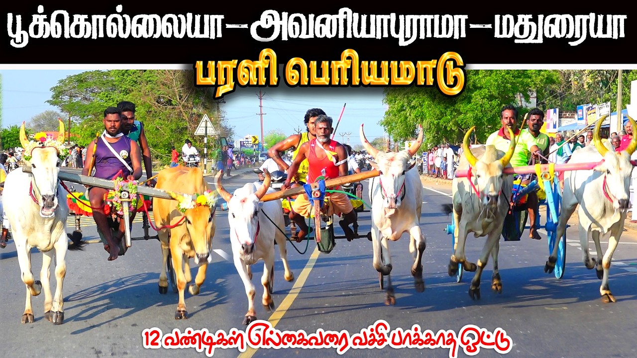 பரளி பெரியமாடு பந்தயம் 28.03.2026