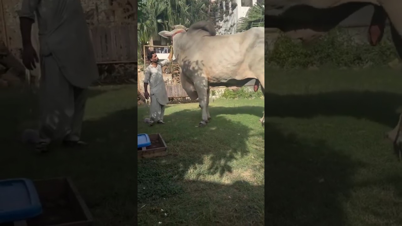 3 Biggest Bulls of Pakistan #facts #shorts #bull #cow #mandi #trending #pets
