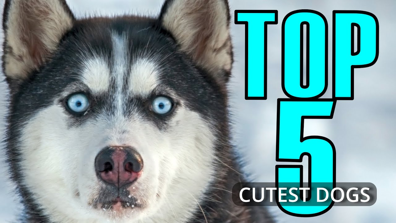 Pawsitively Adorable Top 5 Cutest Dogs You Need to See Now!