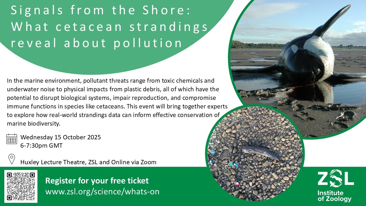 Signals from the Shore: What cetacean strandings reveal about pollution