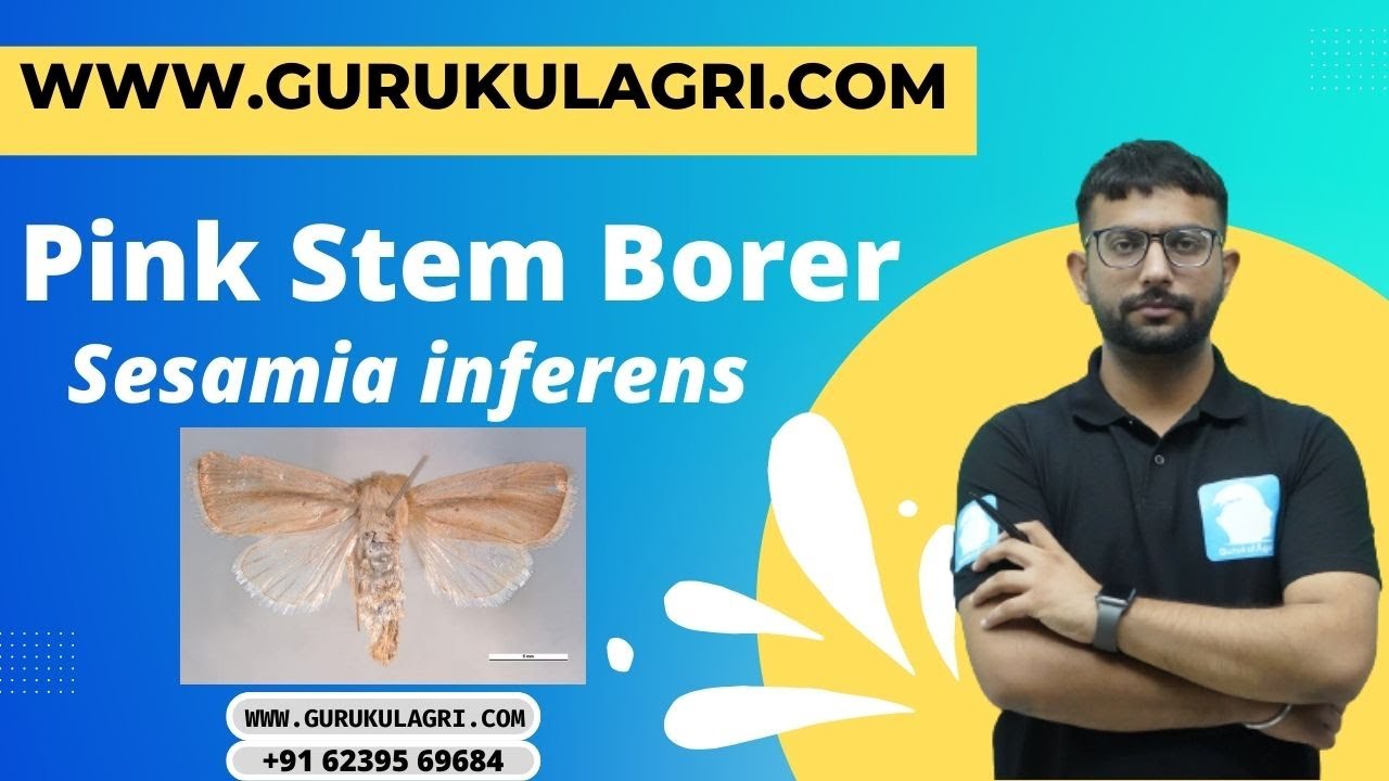 ENTOMOLOGY | Pink Stem Borer | GURUKULAGRI