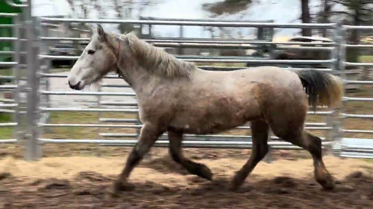 Mare 6652