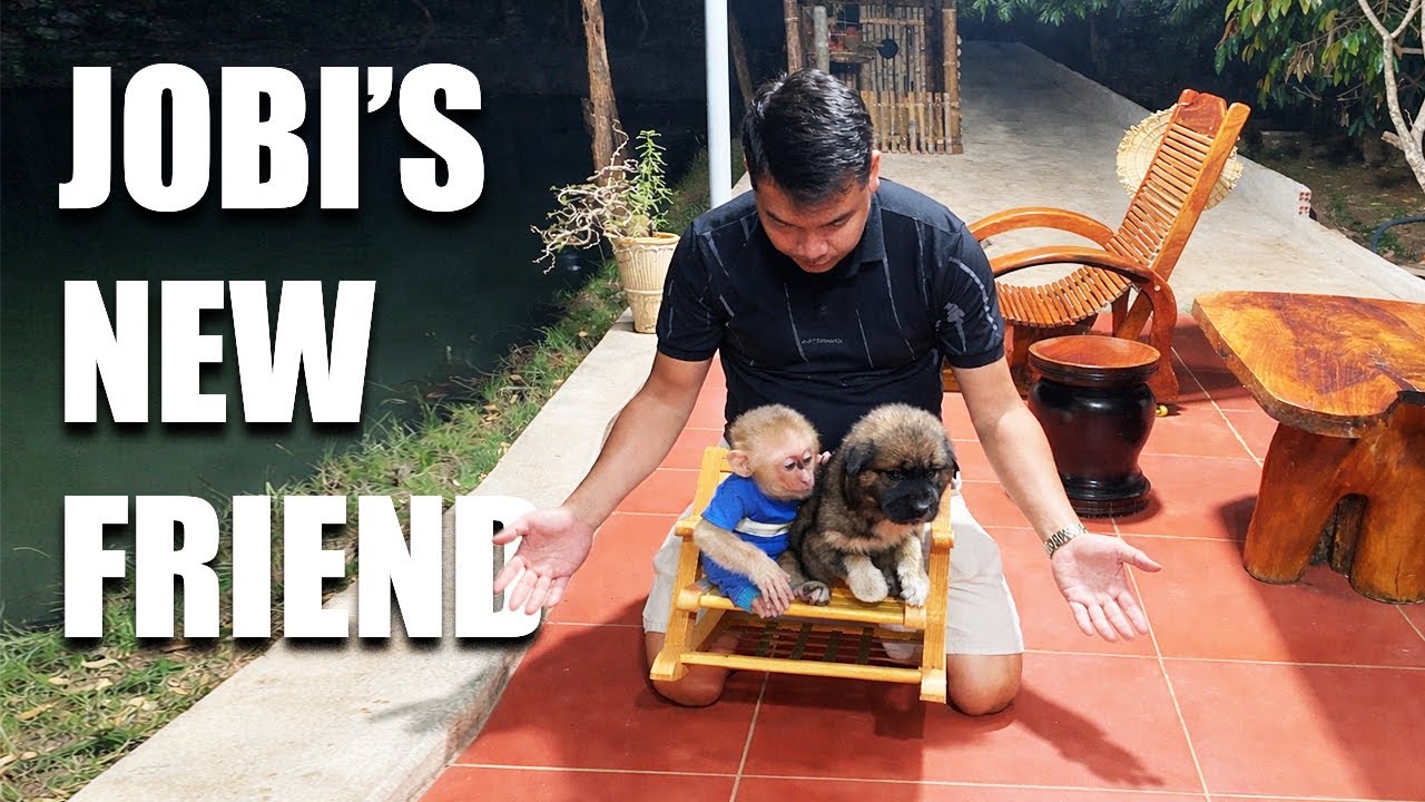 Baby Monkey JOBI Gets A Puppy From Kids | Cute Friendship Begins 🐶🐒