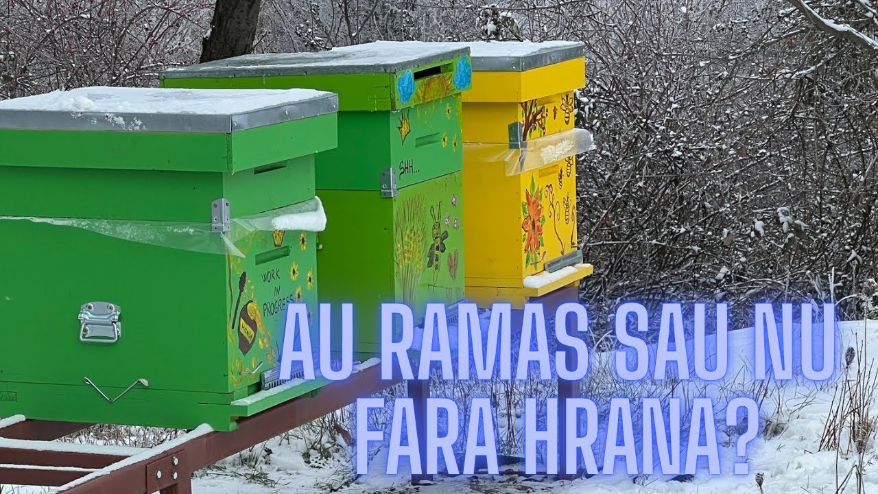 EP 16: Au ramas sau nu fara hrana? | #2026 | @casutacualbine 