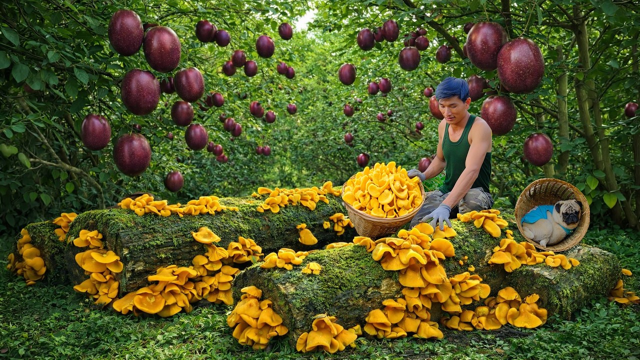 Harvest Oleaster, Wood Ear Mushrooms To Sell And Cook – Peaceful Life After Leaving The City