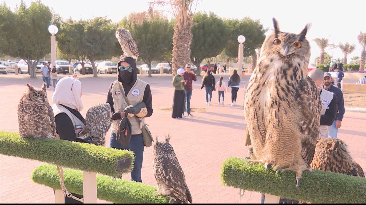 🇰🇼 محبو طائر البوم بالكويت يطلقون مبادرة لتربيته ورفع وصمة الشؤم عنه