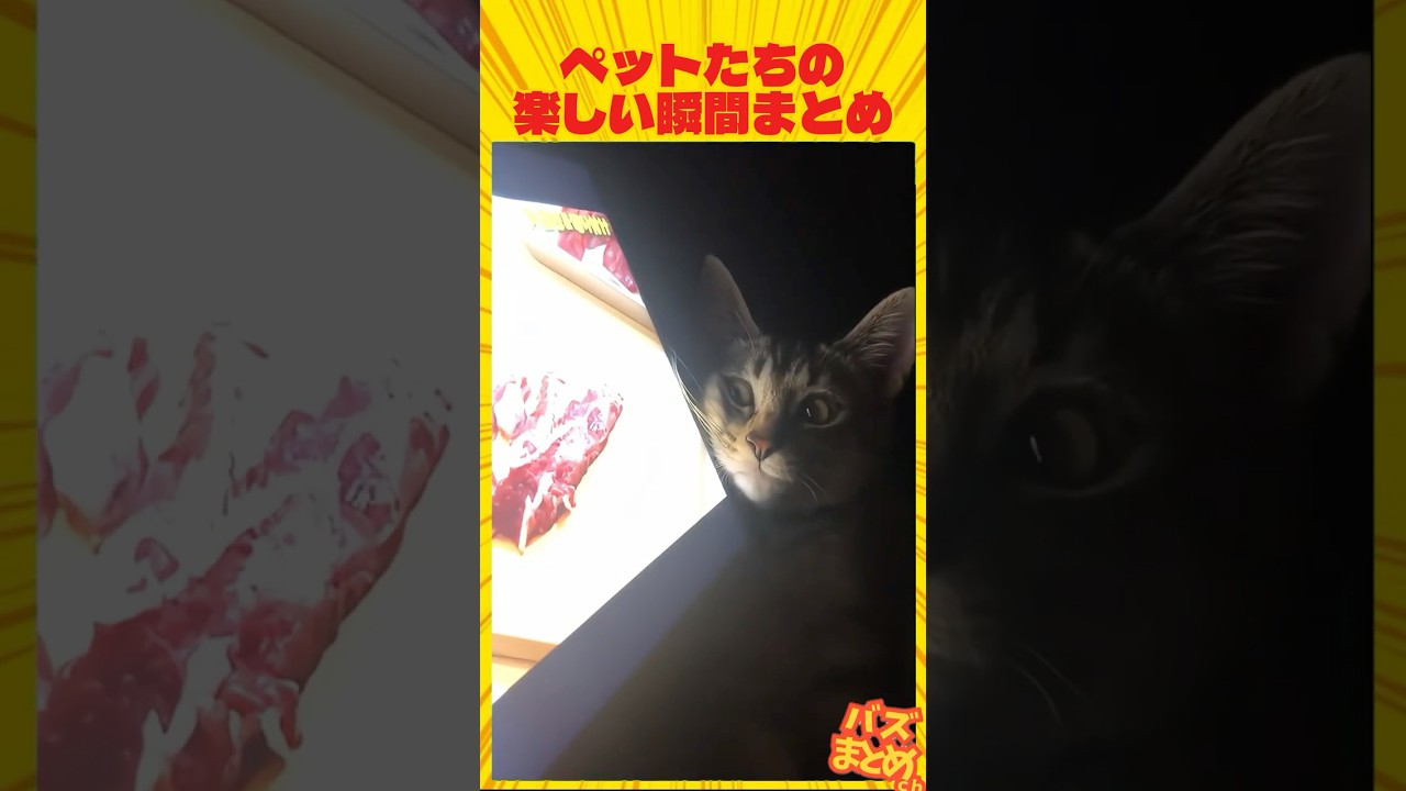 ペットたちの楽しい瞬間まとめ🤣🤣🤣#ペット #面白い #おもしろ