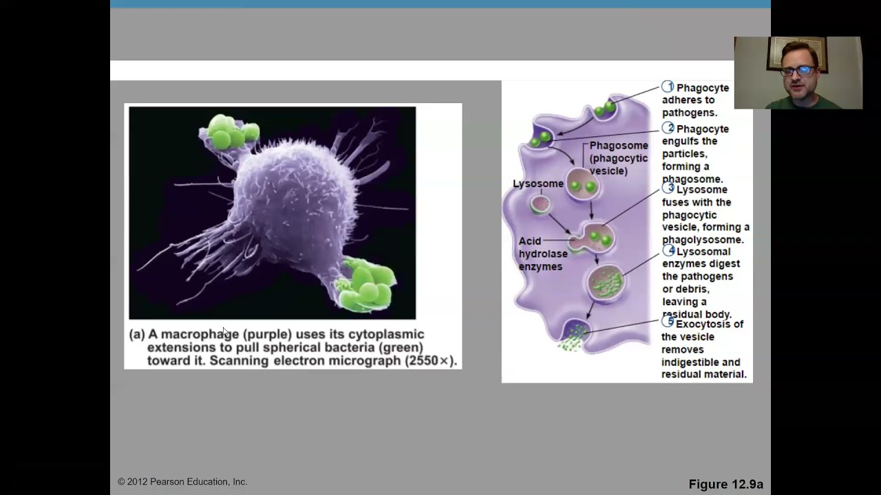 Anatomy Chapter 12: The Lymphatic and Immune Systems