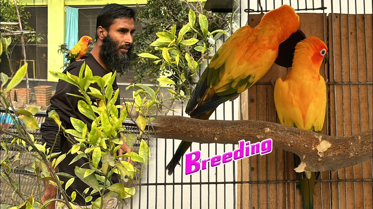 ব্রিডিং বক্স পছন্দ নাহলে পাখি ডিম দেয়না || Bird's Canvas