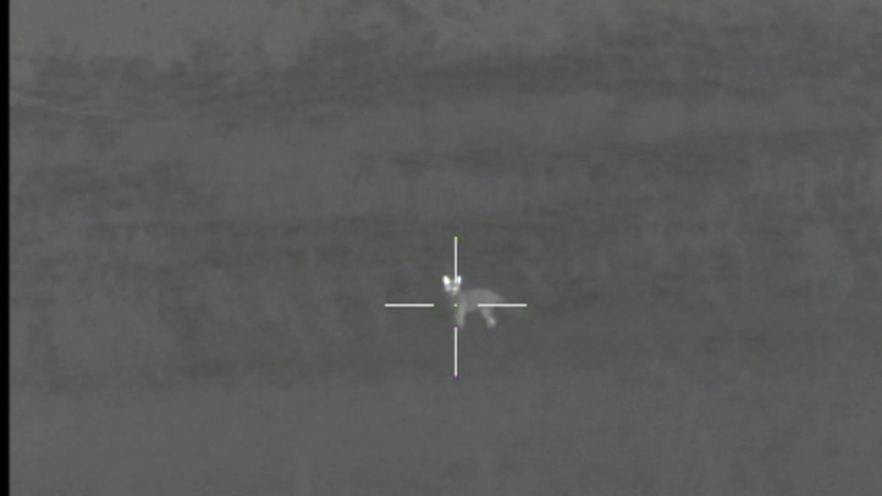 Thermal Hunting: Shooting a few foxes with the .22 Hornet and WT1 75-3 rifle scope