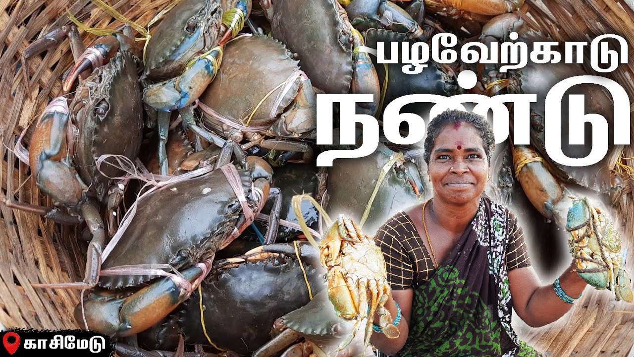 Pazhaverkadu Crab LIVE | Kasimedu Fish Market | Pulicat Live Crab | Palaverkadu River Crabs