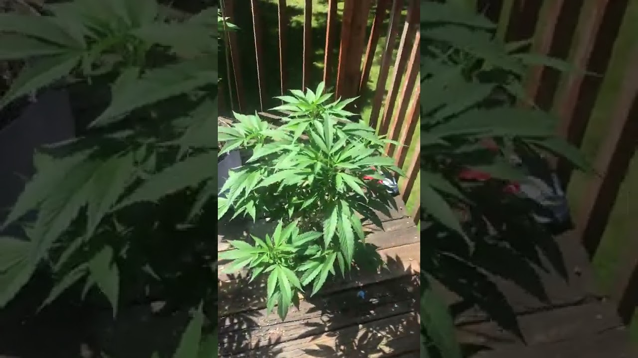 Marijuana outdoor grow Portland Oregon