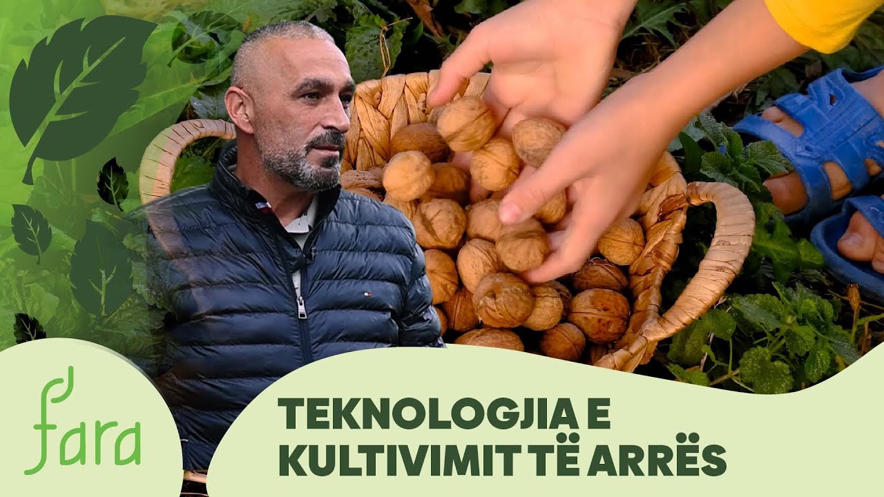 FARA – Teknologjia e kultivimit të arrës @teve1