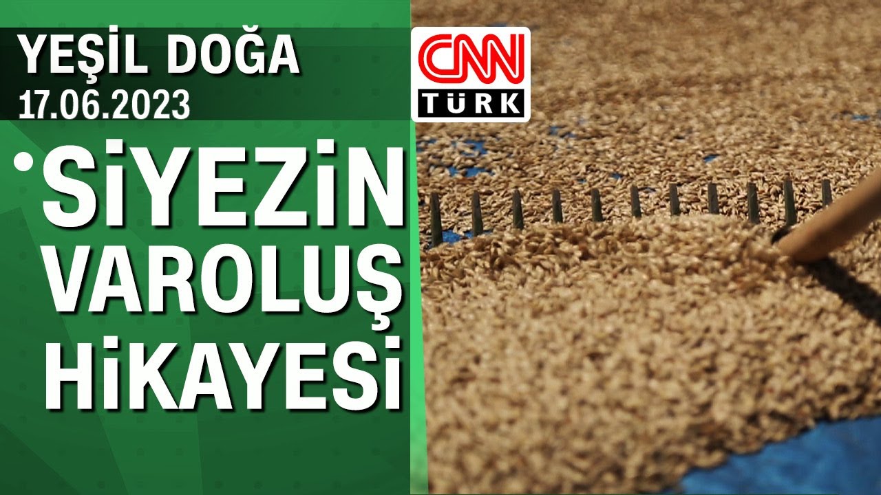 Siyez buğdayının varoluş hikayesi - Yeşil Doğa 17.06.2023 Cumartesi