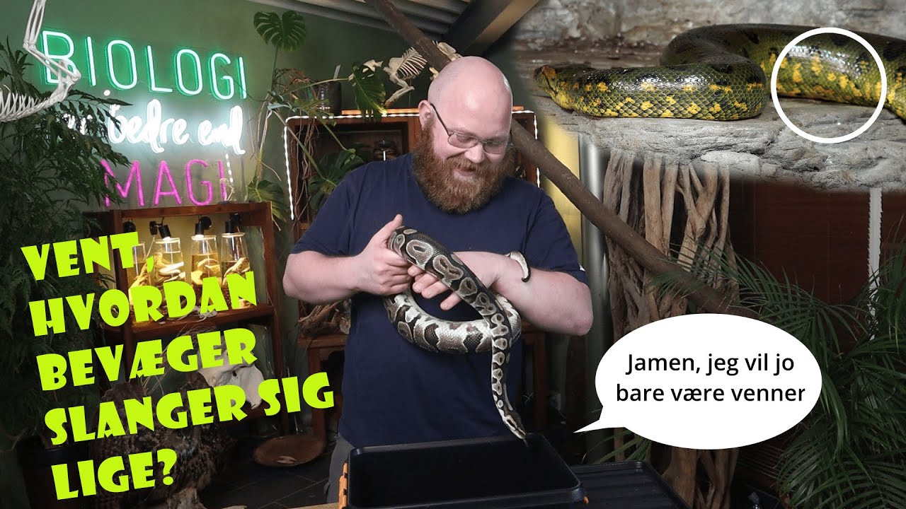 4 strategier slanger bruger til at bevæge sig