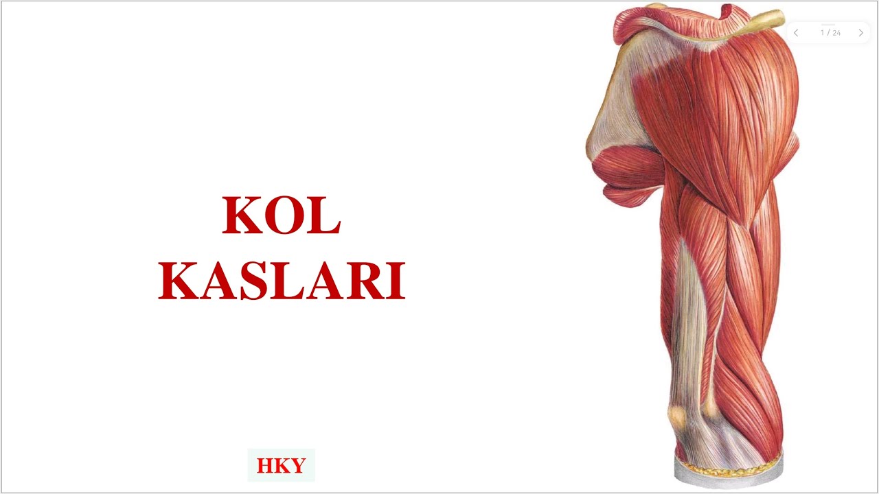 8- Kol Kasları