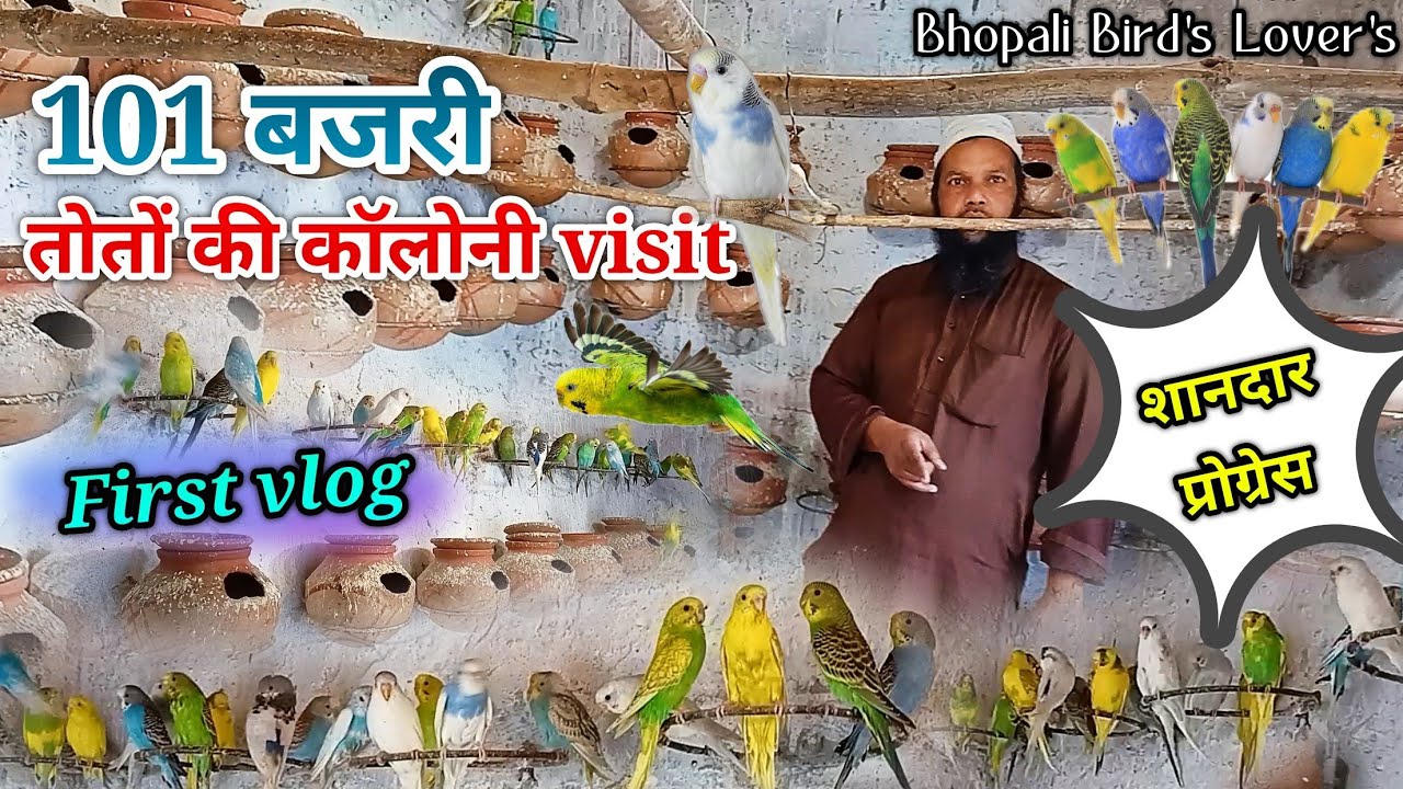 101 bajri toton ki colony Visiting 1st vlog//कितने सारे बजरी तोते है// #bhopalibirdslovers
