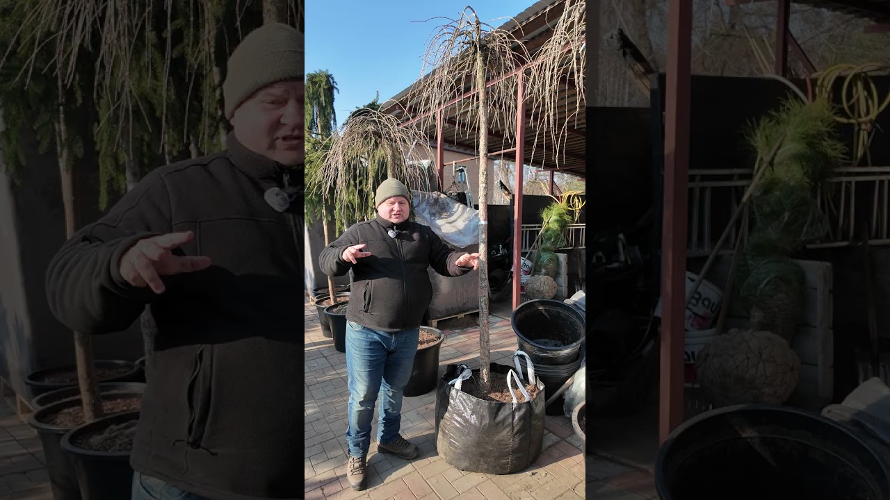 🇺🇦 Модрина європейська Репенс та модрина японська Стіф Віппер на високих штамбах вирощування, догляд
