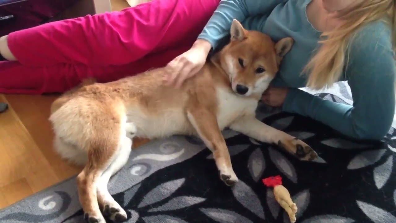 Lisko Shiba