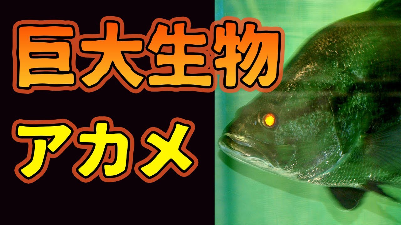 巨大生物アカメが怖すぎる【解説動画】