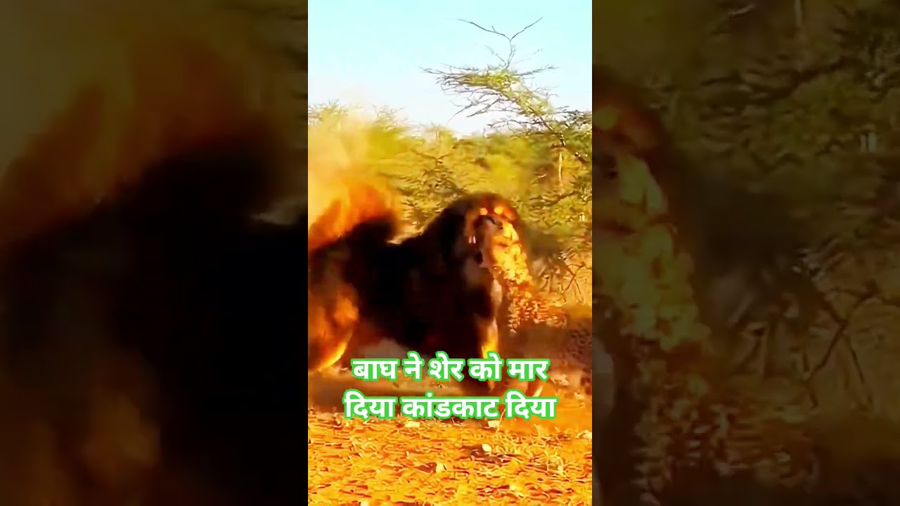 बाघ ने शेर को कांटेक्ट के मार दिया है