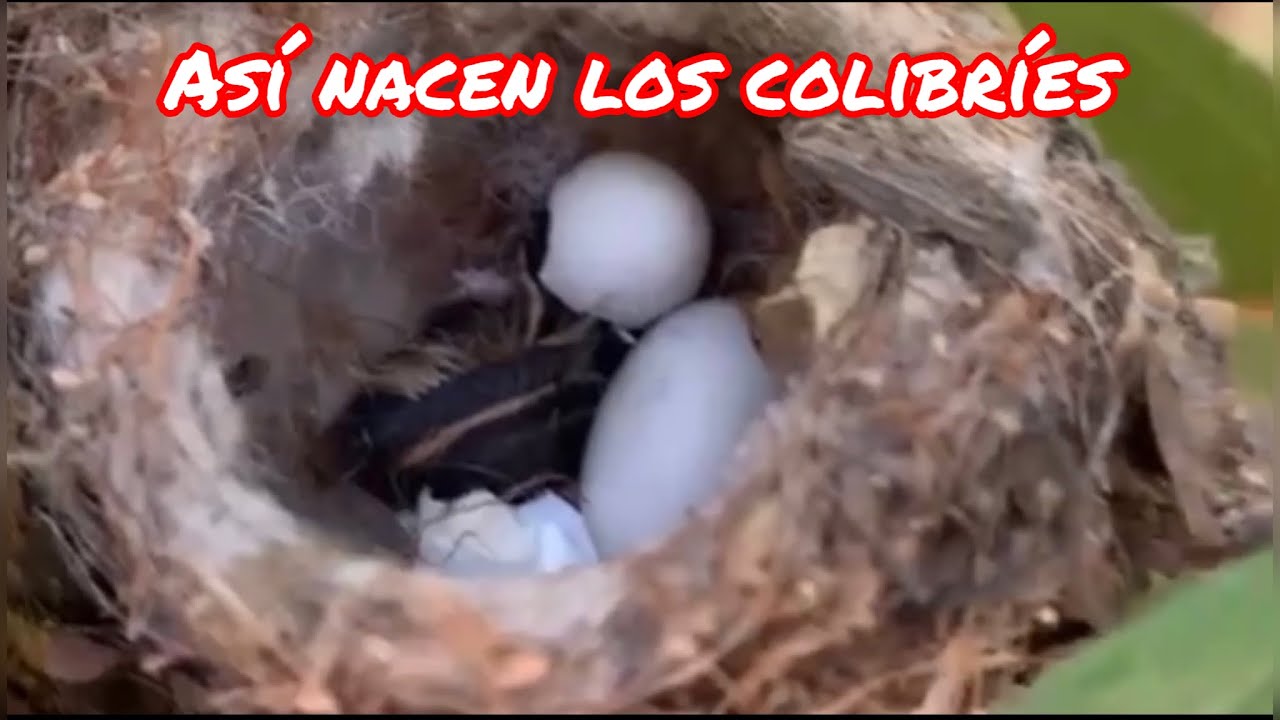 ASÍ NACEN LOS COLIBRÍES (chiquito y chiquita) DE FAMILIA COLIBRÍ FUERA DE SERIE