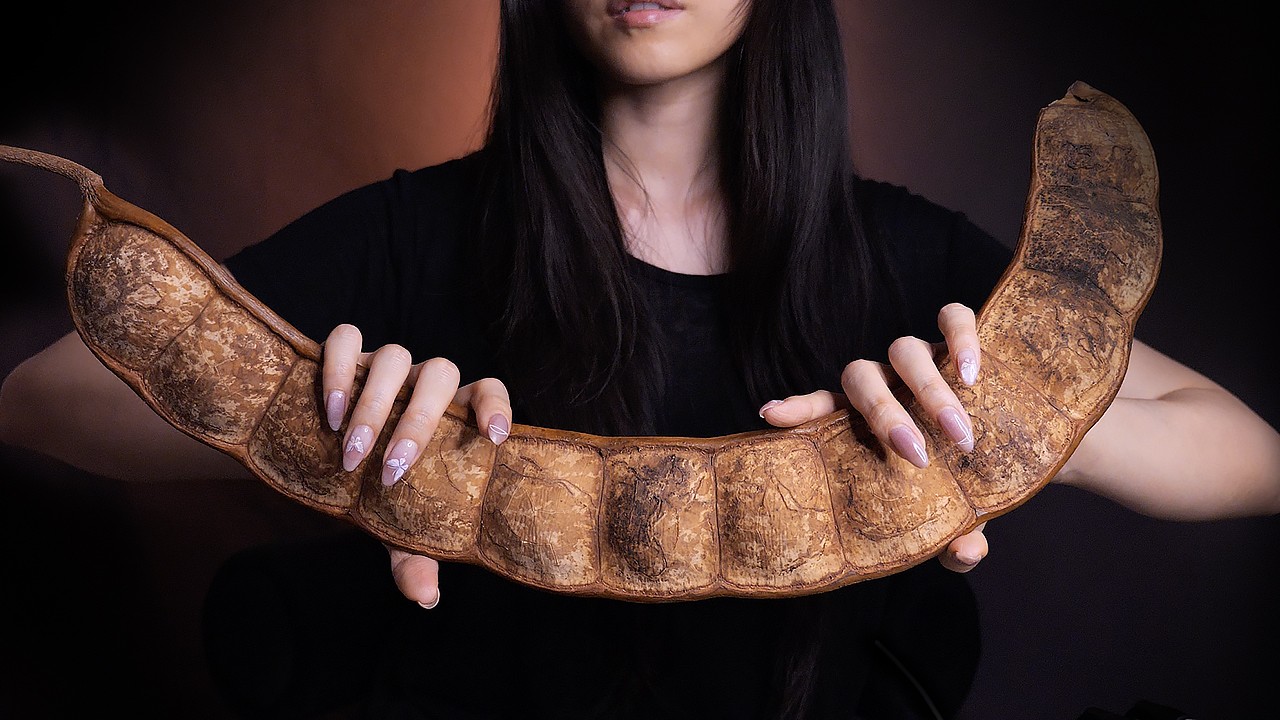 ASMR Giant Bean Pod | Rare Triggers That Sound Better than Wood (No Talking)