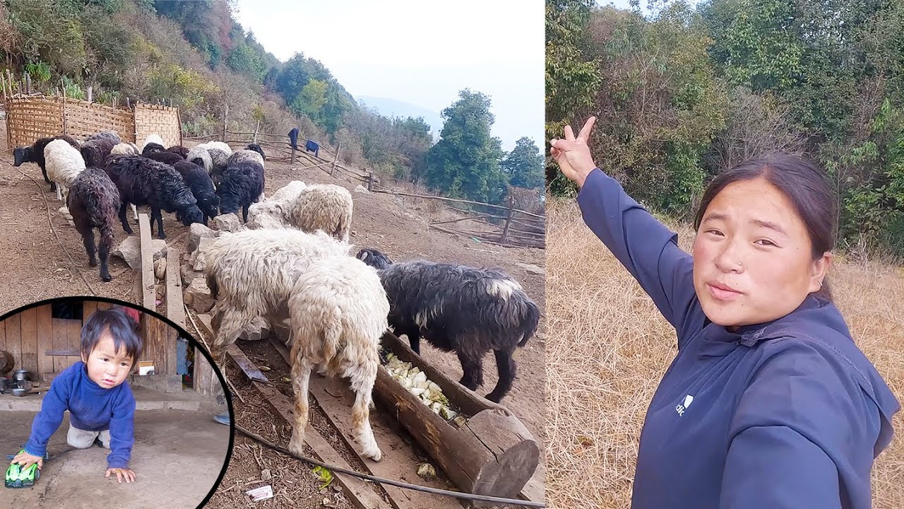 Living with sheep in shelter is not easy life II Sheep keeper's lifestyle in Asia Nepal