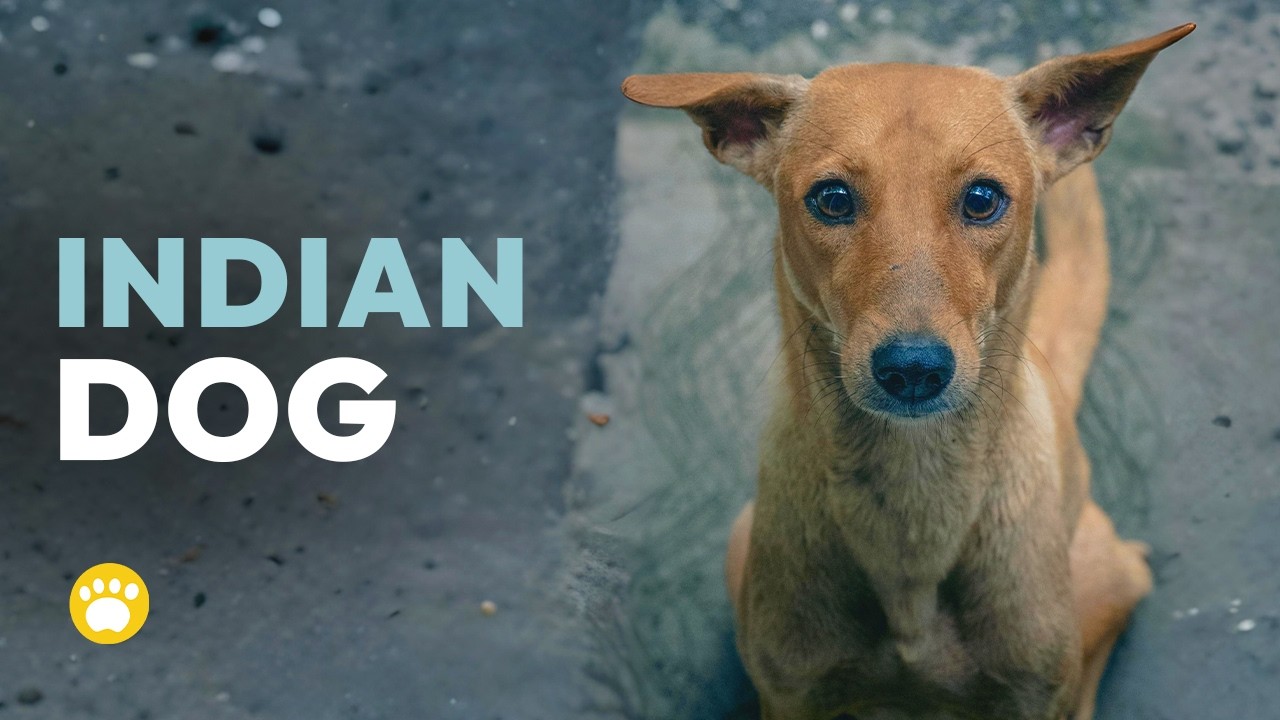 Indian Pariah Dog 101 - One of the Oldest and Most Resilient Breeds