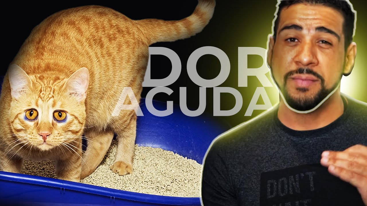 SOFRIMENTO! GATO NÃO FAZ XIXI - Obstrução Urinária em Gatos - Veterinário Alex